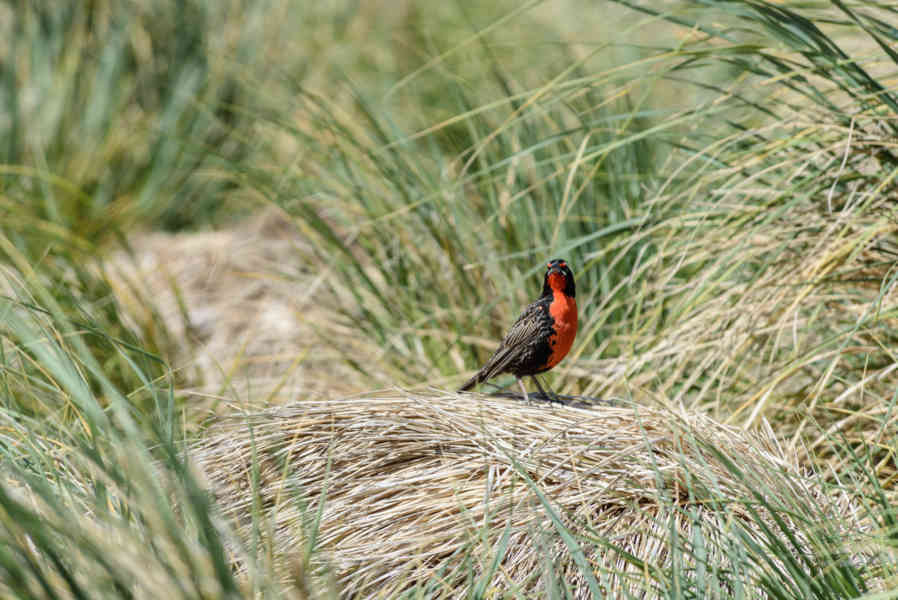 Pájaro Alondra de cola larga - islas Falkland o Malvinas 01.jpg